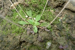 Plantago raoulii