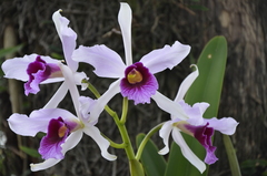 Cattleya purpurata