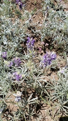 Lupinus argenteus palmeri