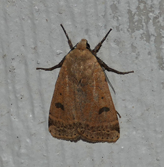 Dichagyris triphaenoides