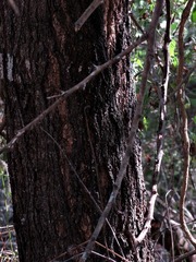 Acacia robusta image