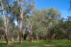 Eucalyptus rudis rudis