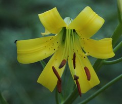 Lilium parryi