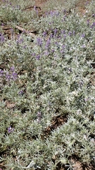 Lupinus argenteus palmeri