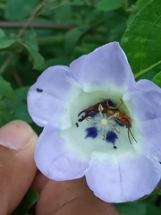 Forficula senegalensis