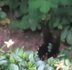 Parides sesostris