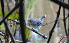 Hypocnemoides maculicauda