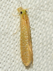 Setodes argentipunctellus