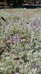 Lupinus argenteus palmeri