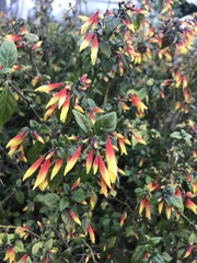 Justicia floribunda