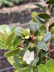 Symplocos theiformis