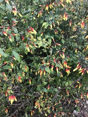 Justicia floribunda