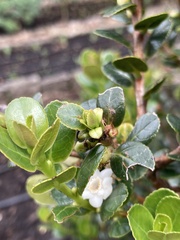 Symplocos theiformis