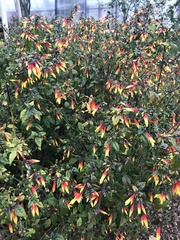 Justicia floribunda