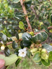 Symplocos theiformis