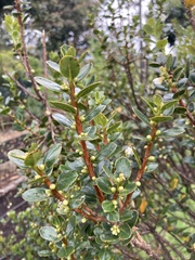 Symplocos theiformis