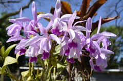 Cattleya intermedia