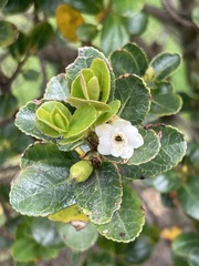 Symplocos theiformis