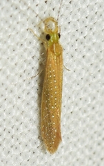 Setodes argentipunctellus