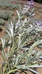 Lupinus argenteus palmeri