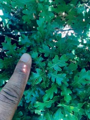 Quercus garryana breweri