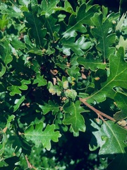Quercus garryana breweri