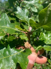 Quercus garryana breweri