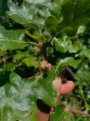 Quercus garryana breweri