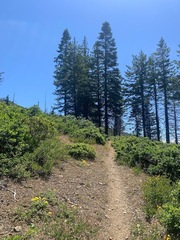 Quercus garryana breweri