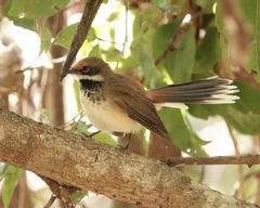 Rhipidura dryas
