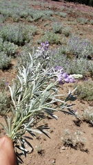 Lupinus argenteus palmeri
