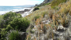 Dianella brevicaulis