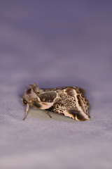 Habrosyne scripta