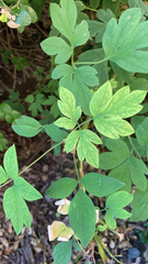 Lamprocapnos spectabilis