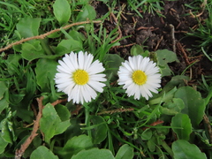 Bellis perennis