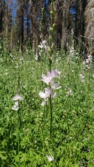 Sidalcea gigantea