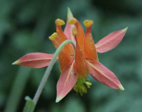 iNaturalist observation photo of western columbine