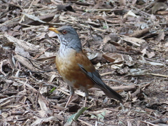 Turdus rufopalliatus