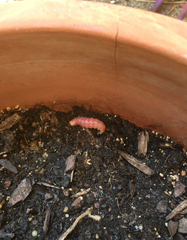 Litoprosopus coachella