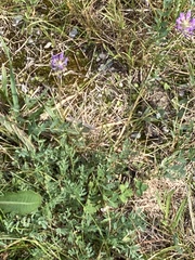 Astragalus laxmannii