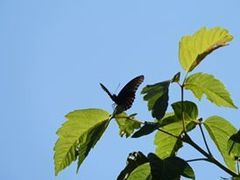Limenitis arthemis arizonensis