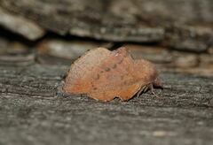 Phyllodesma kermesifolia