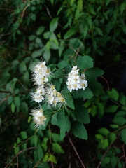 Spiraea chamaedryfolia