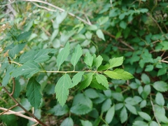 Spiraea chamaedryfolia