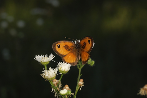 Southern Gatekeeper, Provincia di Forlì-Cesena, Italia, photo 10 of 10