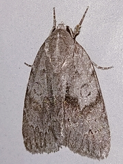 Bryonycta pineti