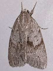 Bryonycta pineti