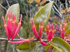 Dendrophthoe glabrescens