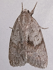 Bryonycta pineti