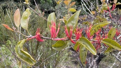 Dendrophthoe glabrescens